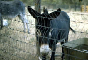 A burro waiting to mock us