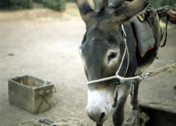 Our burro, clicheingly uncooperative