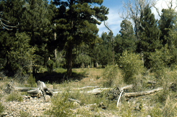 Along the trail to Old Abreu