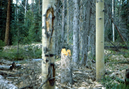 Beaver damage (we think)