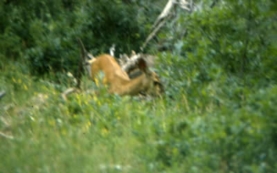 Another visit from a mule deer