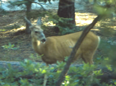 Yet another mule deer