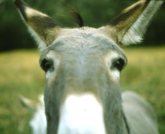 My favorite photo of a burro