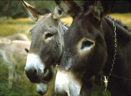 Burros at Ponil