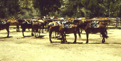 Corral at Ponil