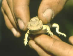 Horned Toad